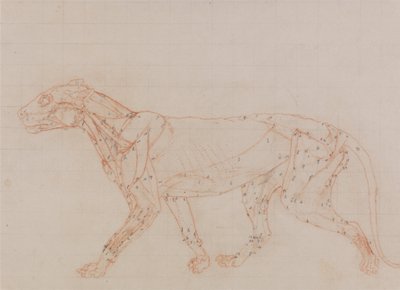 Vergleichende anatomische Darstellung der Struktur des menschlichen Körpers mit der eines Tigers und einer Kuh von George Stubbs